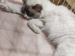 -藏猫猫咖啡主题馆(中央大道店)