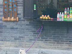 -老槐树煎包