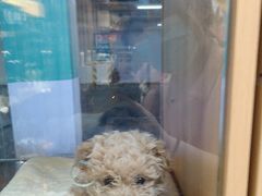 -FAELING PETS美天灵宠物(富力广场店)