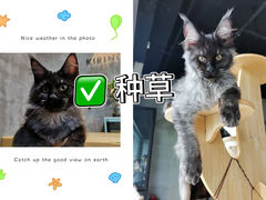 -70cat德文卷毛猫·缅因猫纯种猫舍