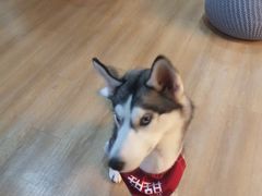 -Husky Go! 哈士奇体验馆·宠物咖啡厅狗咖