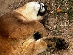 -西霞口神雕山野生动物世界