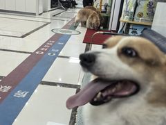 -派美特宠物医院·核磁CT·骨科肿瘤·疑难转诊(沈农禾丰店)