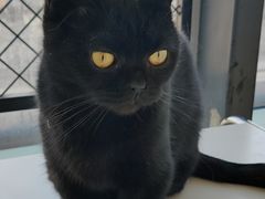 -怪兽屋·羊驼·猫咖·狗咖(俊华广场店)