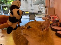 -猫咪派对(江南西店)
