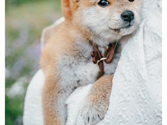 -合肥滨湖国家森林公园