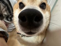-是阿柴呀！柴犬咖啡·爱喵喵猫咖