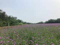 -红旗渠迎宾楼· 迎宾餐厅