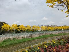 -长洲岛