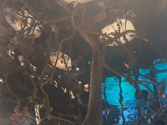 -桂满陇·海市蜃楼·黑金(国金店)