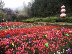 -盛世牡丹苑生态文化旅游区