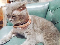 -猫色咖啡·猫咖