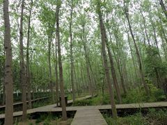 -合肥滨湖国家森林公园