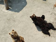 -哈尔滨北方森林动物园