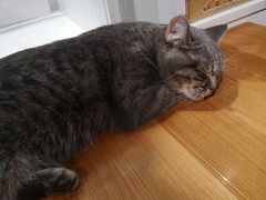 -猫小院猫主题餐厅(三里屯店)