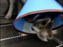 -安安宠医·安宠宠物医院