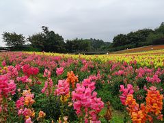-保利石象湖景区