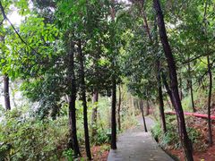 -铁山坪森林公园