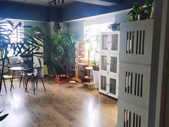 -东方名猫馆·英短金渐层布偶猫舍(环线广场1号楼店)