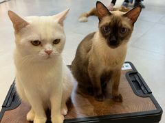 -Heymao猫咖.咖啡厅(东门店)