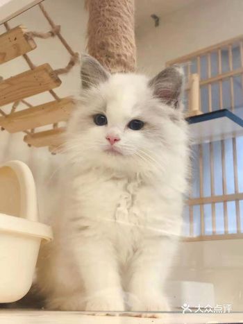 桃桃—— 何以解忧 唯有桃桃