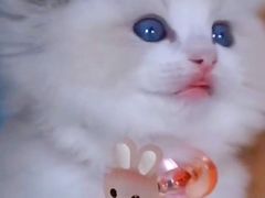 -十年猫舍·猫咪专门店(普陀店)