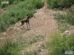 -新疆天山野生动物园