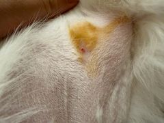 -北京赛佳动物医院