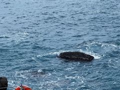 -广东惠东海龟国家级自然保护区