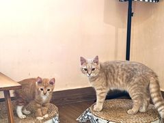-楼上猫咖(罗湖店)