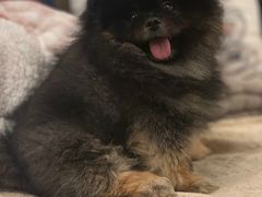 -美联众合动物医院·24h转诊中心