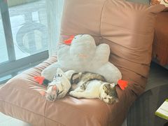 -博特宠物医院24h犬猫全科.骨科·异宠