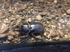 -上海大自然野生昆虫馆(东方明珠·爬宠昆虫探索中心)