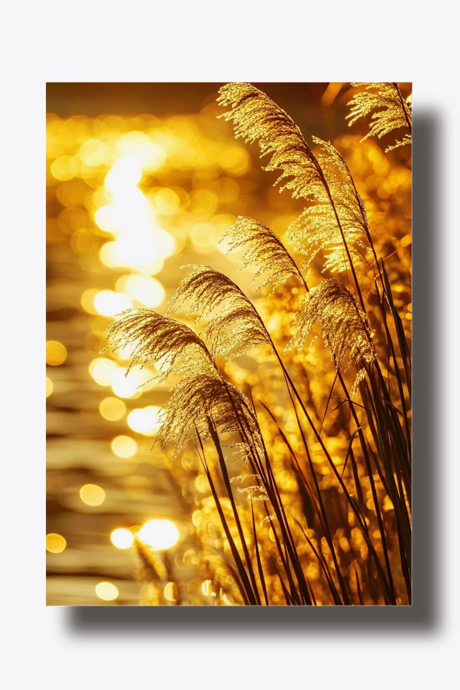 秋日摄影‖📷秋日夕阳下的芦苇,美如画