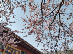 -桃花堤公园