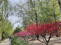 -元大都城垣遗址公园