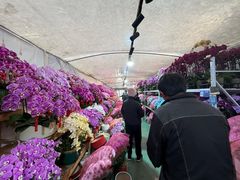 -龙大花卉苗木市场