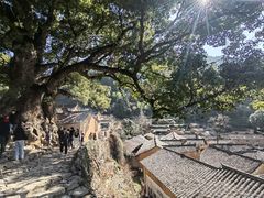 -杨家堂村
