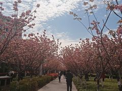 -高东镇樱花园