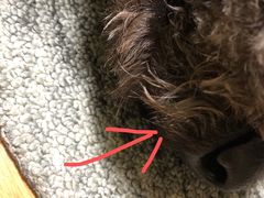 -PETKIT小佩宠物(古北店)