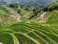 -紫鹊界梯田景区