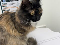 -心仪动物医院·牙专科·肿瘤·心脏科(西客站院)