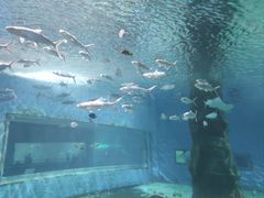 -北戴河圣蓝海洋公园