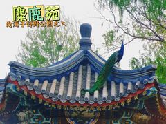 -北京麋鹿生态实验中心