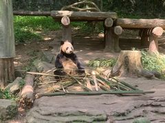 -都江堰中华大熊猫苑