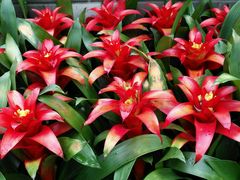 -三圣花乡旅游区