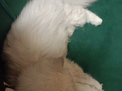 -Sweet cat·星愿猫咖(国贸大厦店)