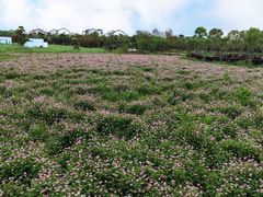 -武汉紫薇都市田园