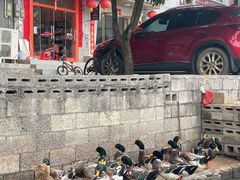 -靖西鹅泉风景区