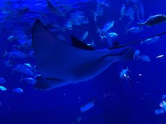 -烟台海昌鲸鲨海洋公园